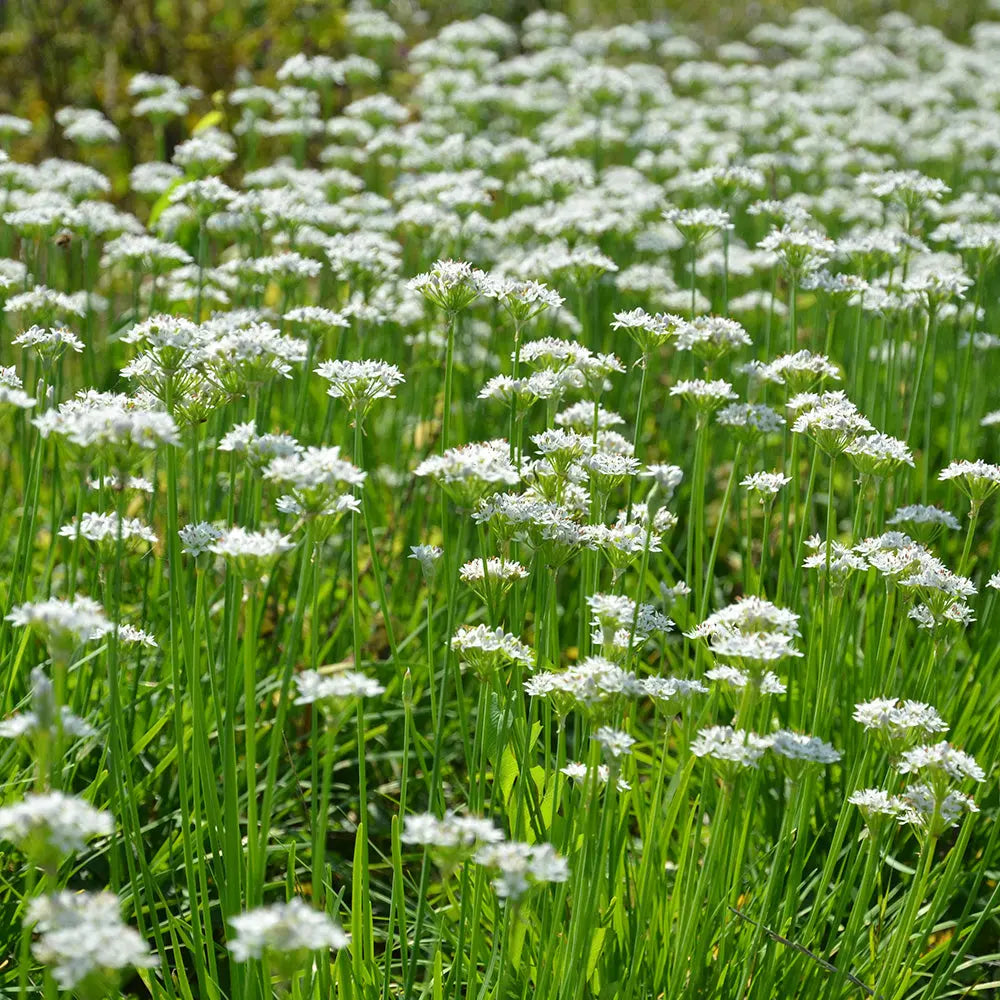 Graines de ciboule blanche bio – La Ferme de Sainte Marthe