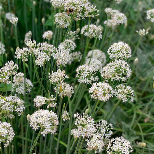 Graines de ciboule de chine bio – La Ferme de Sainte Marthe