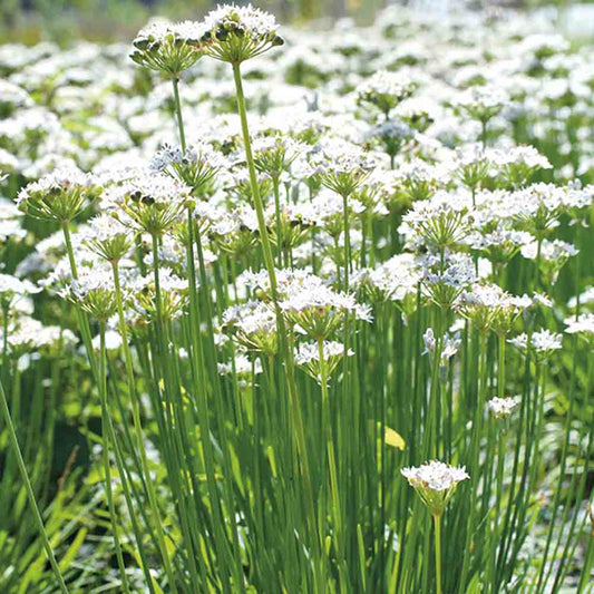 Graines de ciboule evergreen nebuca – La Ferme de Sainte Marthe