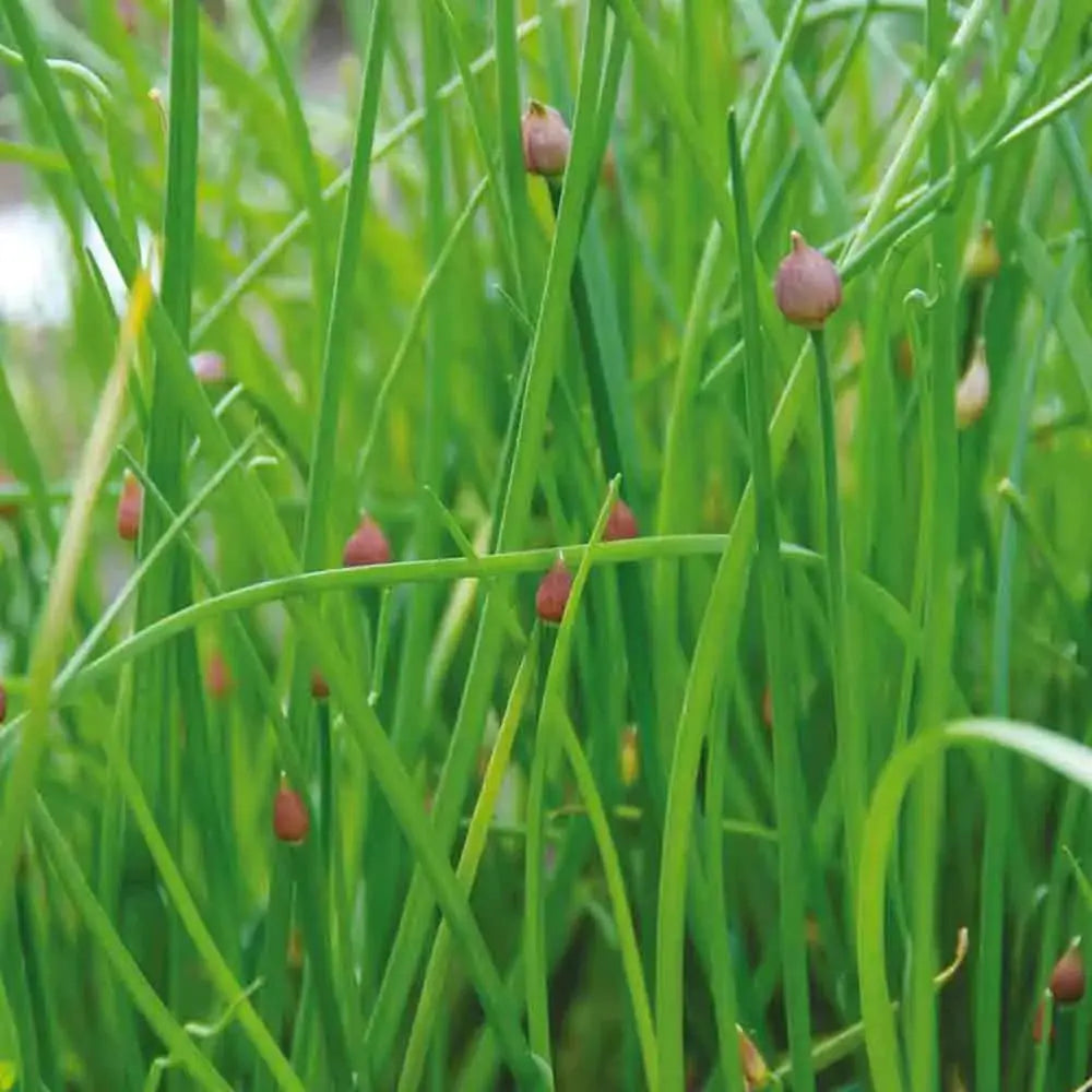 Graines de ciboulette commune bio – La Ferme de Sainte Marthe