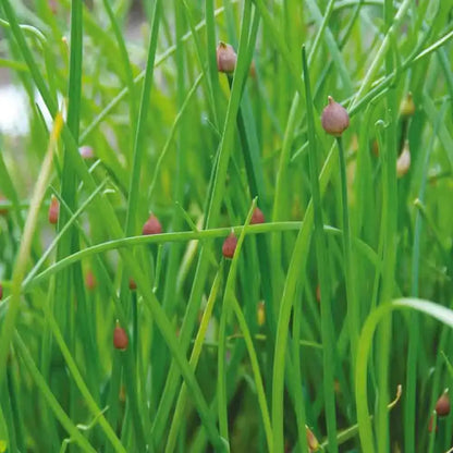 Graines de ciboulette commune bio – La Ferme de Sainte Marthe