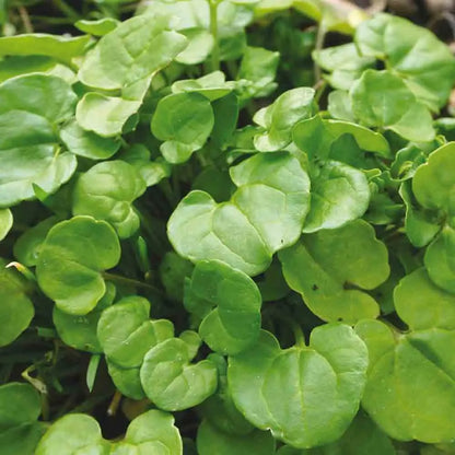 Graines de cochléaire officinale bio – La Ferme de Sainte Marthe
