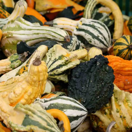 Graines de coloquintes bio – La Ferme de Sainte Marthe