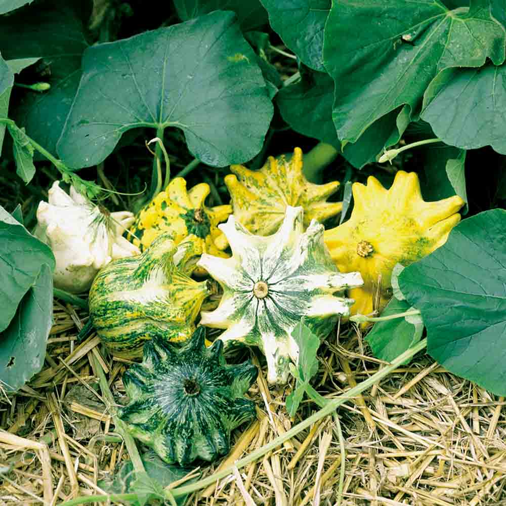 Graines de coloquintes griffes bio – La Ferme de Sainte Marthe