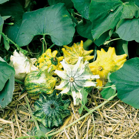 Graines de coloquintes griffes bio – La Ferme de Sainte Marthe