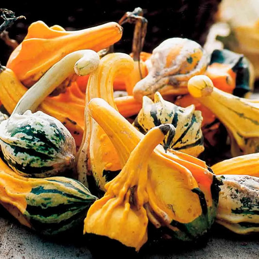 Graines de coloquintes indian mix bio – La Ferme de Sainte Marthe
