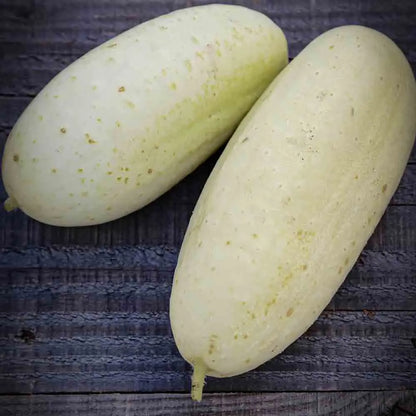 Graines de concombre blanc long parisien bio – La Ferme de Sainte Marthe