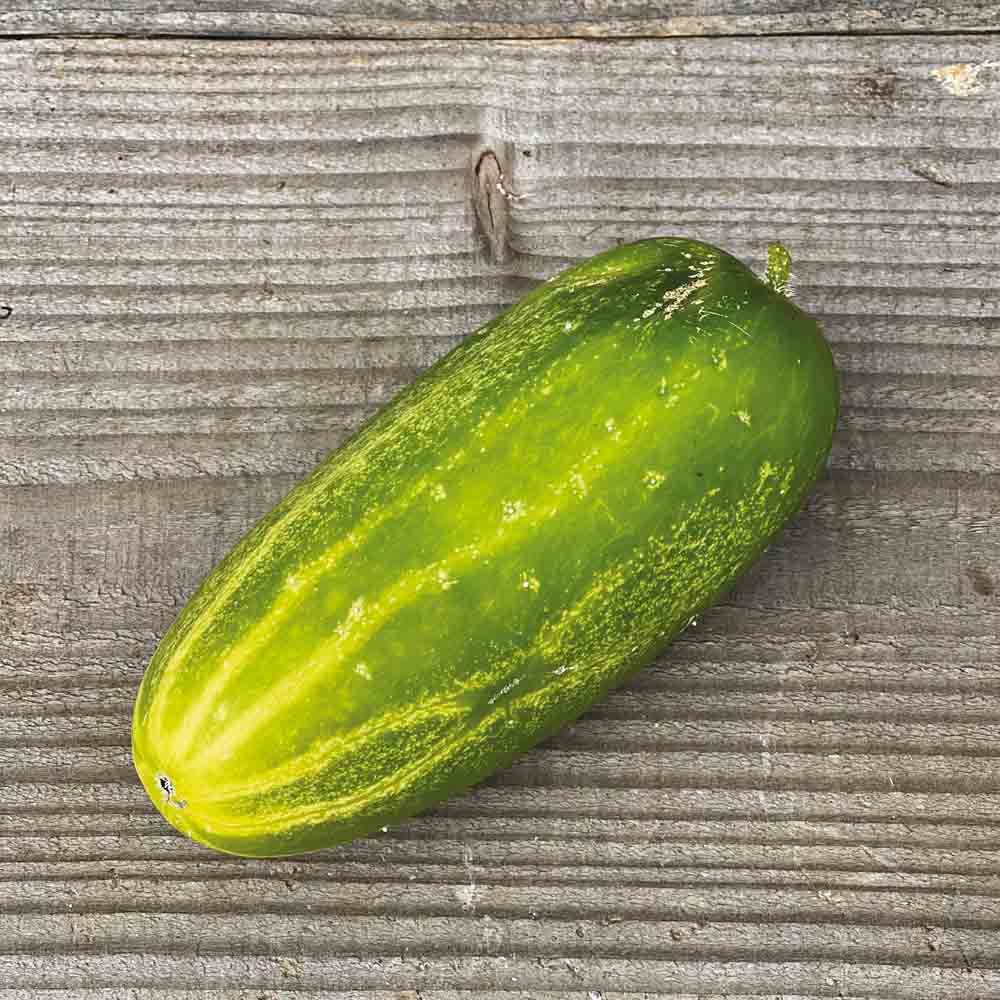 Graines de concombre dar bio – La Ferme de Sainte Marthe