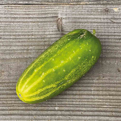 Graines de concombre dar bio – La Ferme de Sainte Marthe