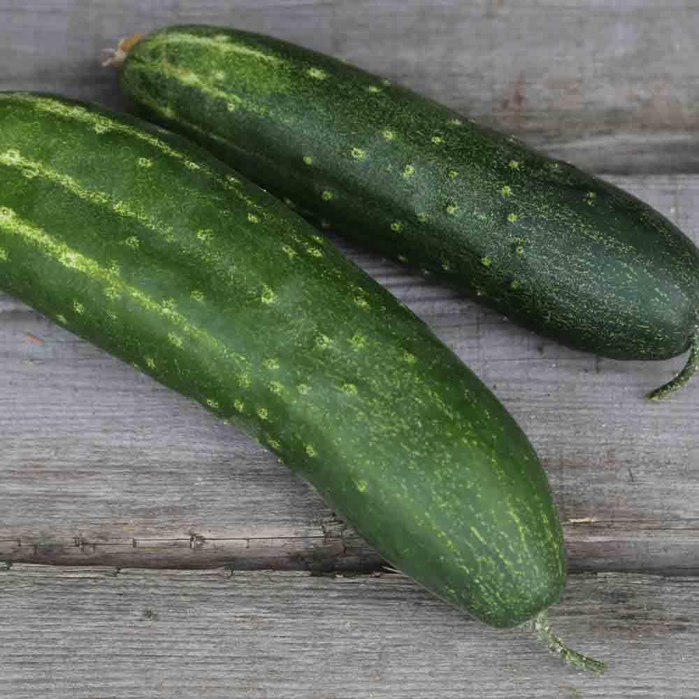 Graines de concombre jieyangdiaogua bio – La Ferme de Sainte Marthe