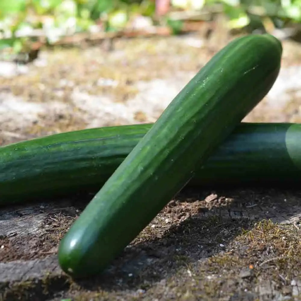 Graines de concombre la diva bio – La Ferme de Sainte Marthe
