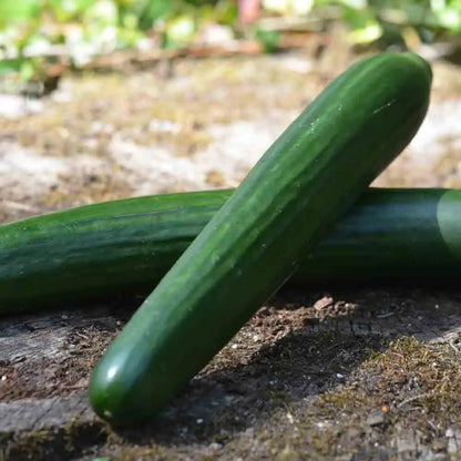 Graines de concombre la diva bio – La Ferme de Sainte Marthe