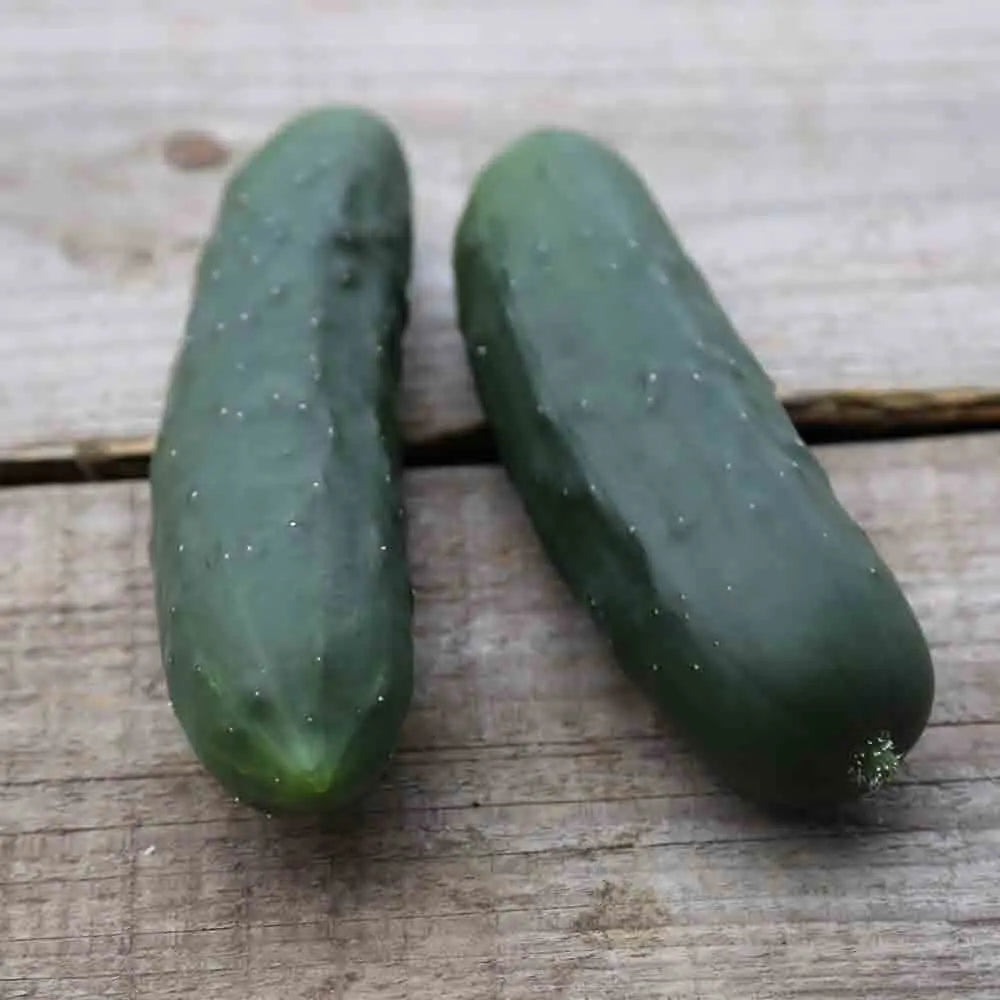 Graines de concombre le généreux bio – La Ferme de Sainte Marthe