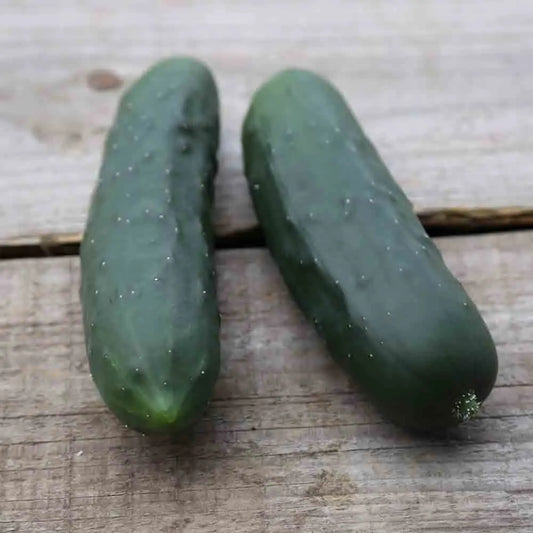 Graines de concombre le généreux bio – La Ferme de Sainte Marthe