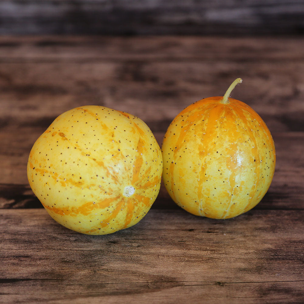 Graines de concombre lemon bio – La Ferme de Sainte Marthe