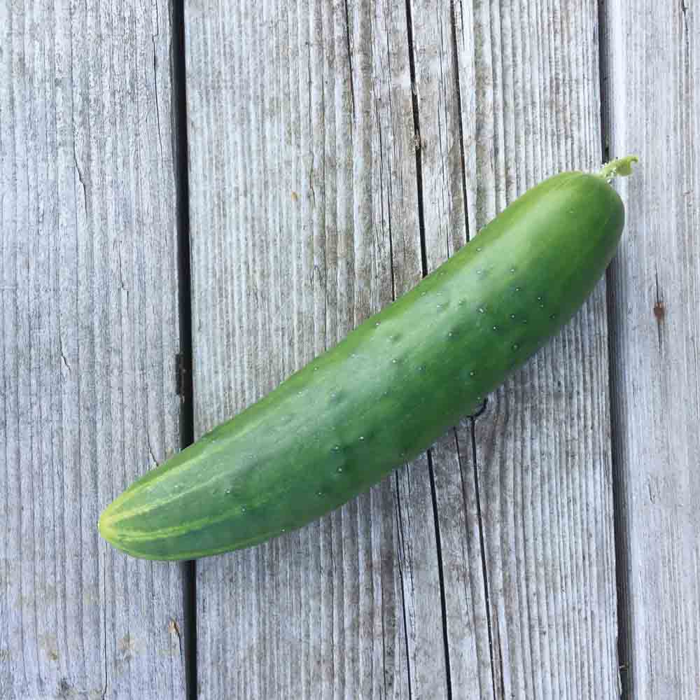 Graines de concombre long anglais bio – La Ferme de Sainte Marthe
