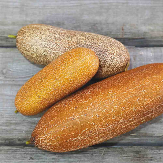 Graines de concombre poona kheera bio – La Ferme de Sainte Marthe
