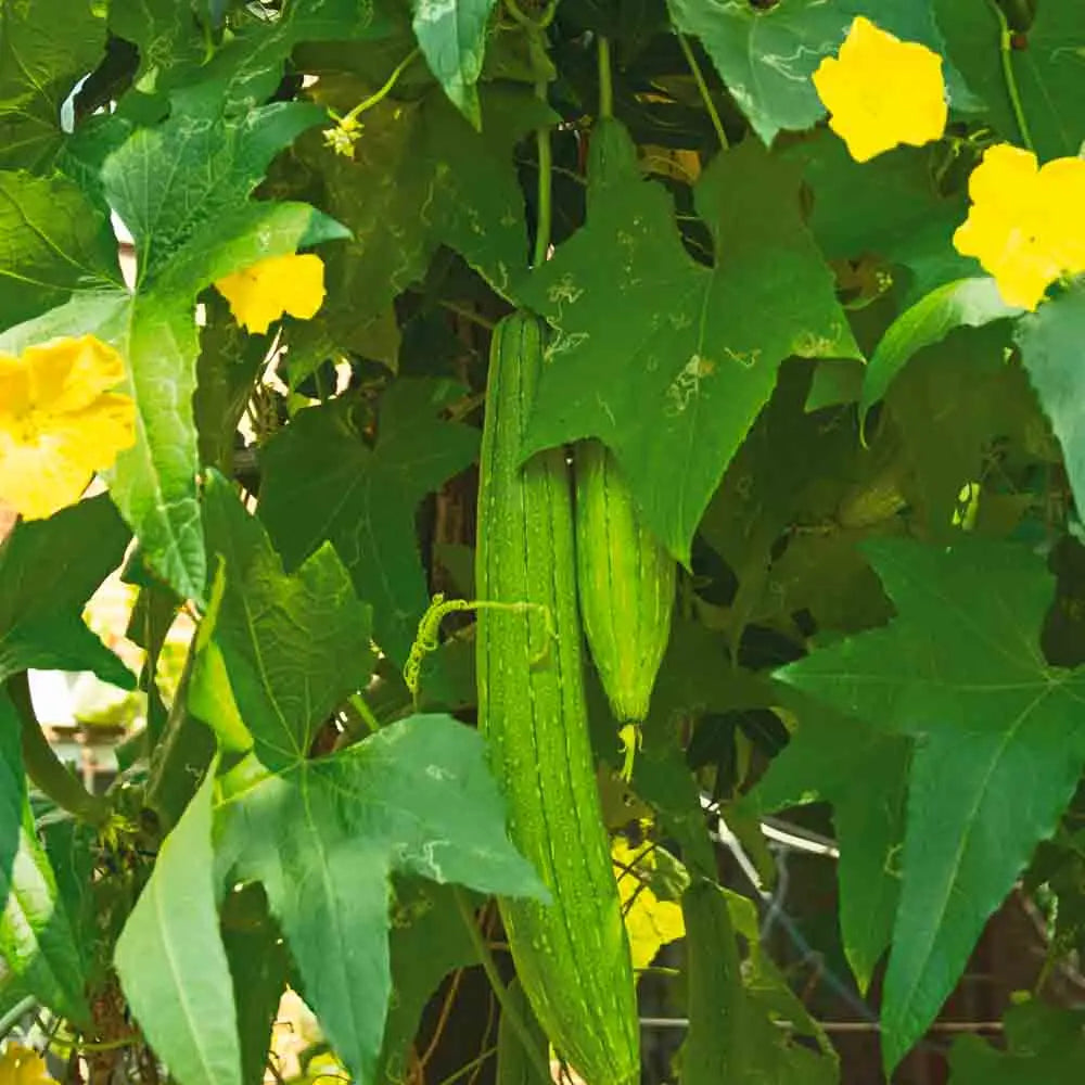 Graines de concombre vert long de chine bio – La Ferme de Sainte Marthe