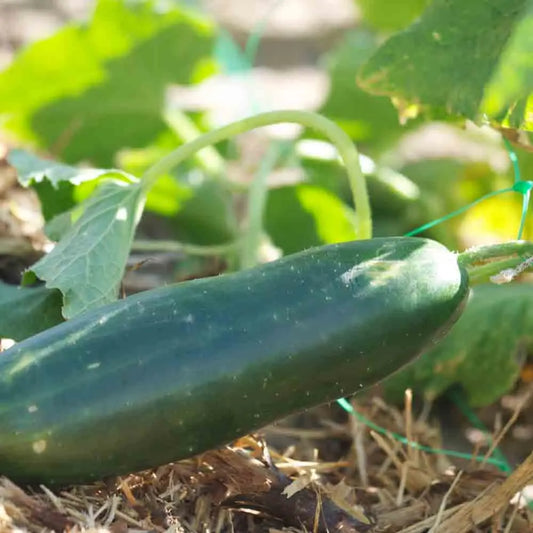 Graines de concombre vert long maraîcher bio – La Ferme de Sainte Marthe