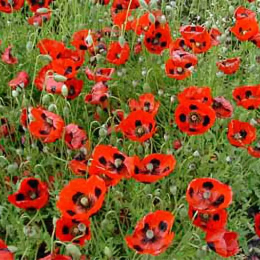 Graines de coquelicot pierrot ou coccinelle bio – La Ferme de Sainte Marthe