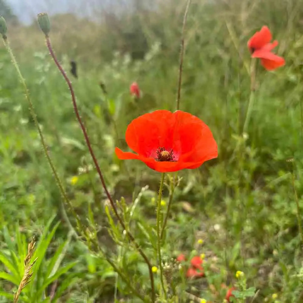Graines de coquelicot simple rouge bio – La Ferme de Sainte Marthe