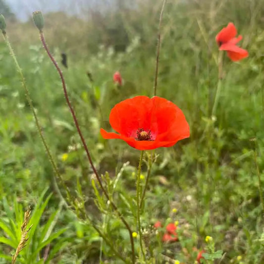 Graines de coquelicot simple rouge bio – La Ferme de Sainte Marthe