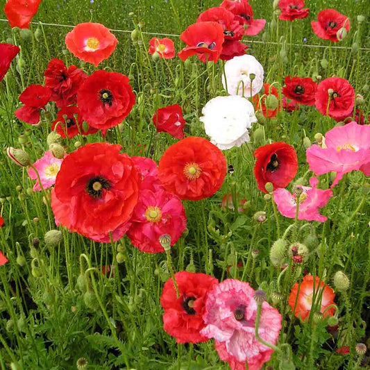 Graines de coquelicot varié bio – La Ferme de Sainte Marthe