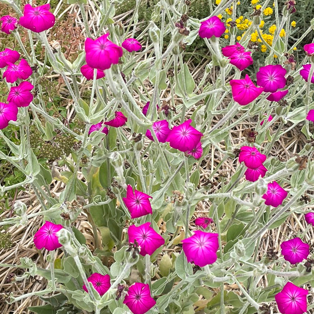 Graines de coquelourde des jardins pourpre bio – La Ferme de Sainte Marthe