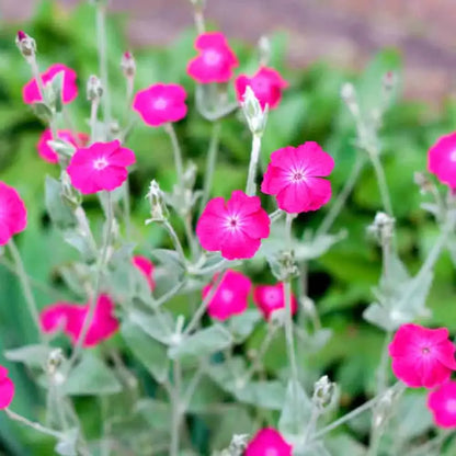 Graines de coquelourde des jardins pourpre bio – La Ferme de Sainte Marthe