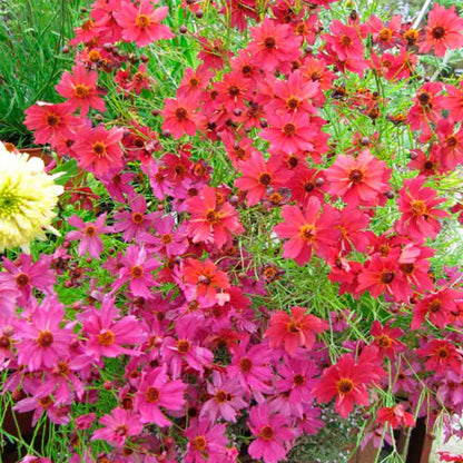 Graines de coreopsis ruby red bio – La Ferme de Sainte Marthe