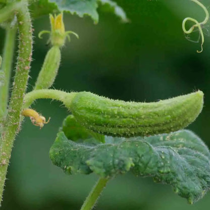 Graines de cornichon de bourbonne bio – La Ferme de Sainte Marthe
