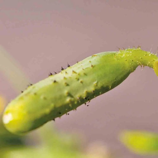 Graines de cornichon fin de meaux bio – La Ferme de Sainte Marthe