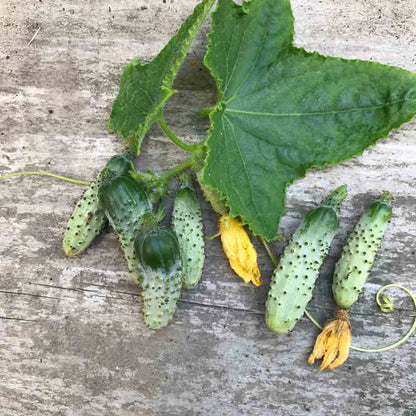 Graines de cornichon vert petit de paris bio – La Ferme de Sainte Marthe
