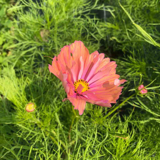 Graines de cosmos apricotta bio – La Ferme de Sainte Marthe
