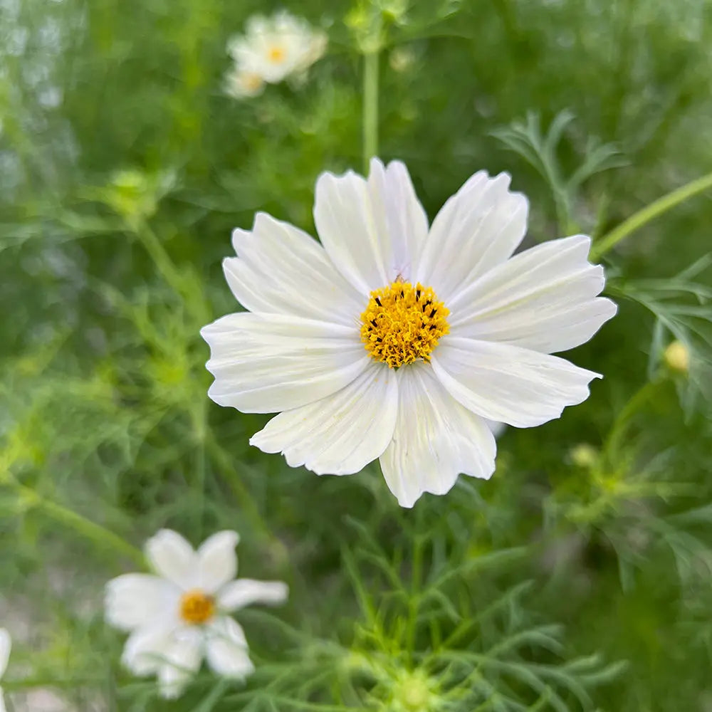 Graines de cosmos japanese kiiro bio – La Ferme de Sainte Marthe