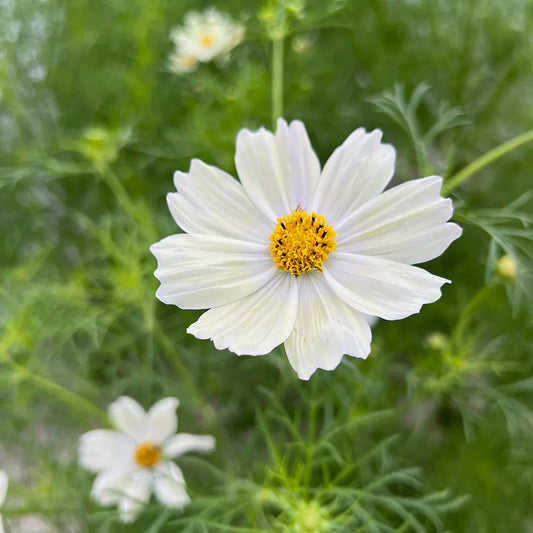 Graines de cosmos japanese kiiro bio – La Ferme de Sainte Marthe