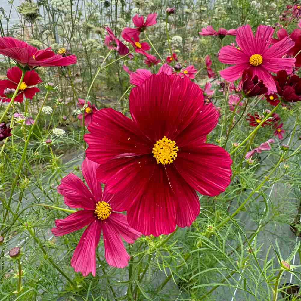 Graines de cosmos rubenza bio – La Ferme de Sainte Marthe