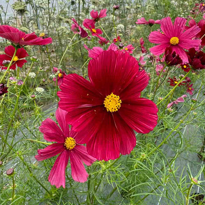 Graines de cosmos rubenza bio – La Ferme de Sainte Marthe