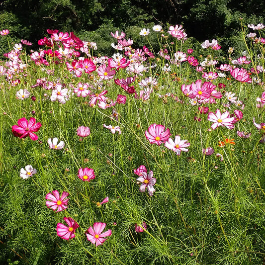 Graines de cosmos sensation picotée bio – La Ferme de Sainte Marthe