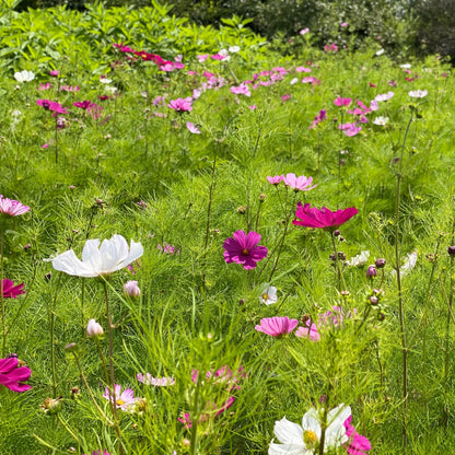 Graines de cosmos sensation varié bio – La Ferme de Sainte Marthe