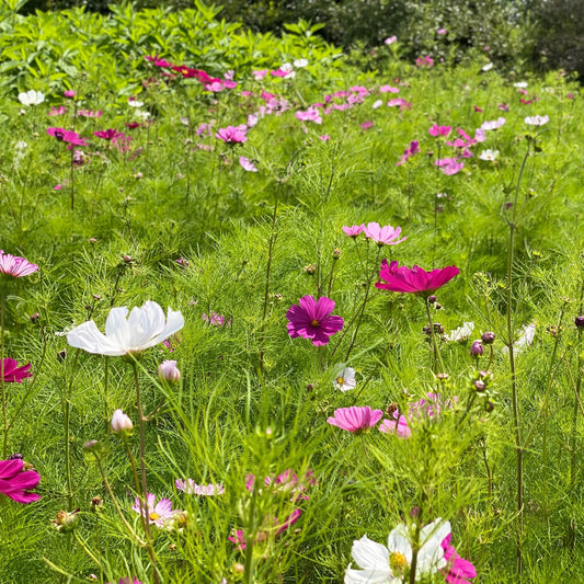 Graines de cosmos sensation varié bio – La Ferme de Sainte Marthe