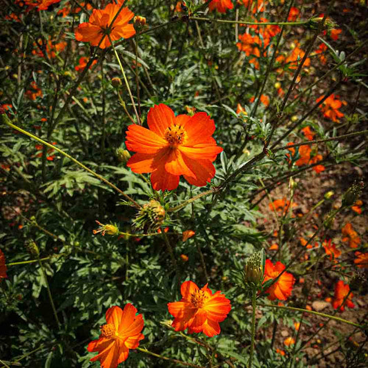 Graines de cosmos sulphureus bio – La Ferme de Sainte Marthe
