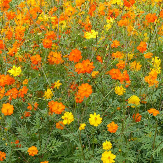 Graines de cosmos sulphureus bright lights en mélange bio – La Ferme de Sainte Marthe
