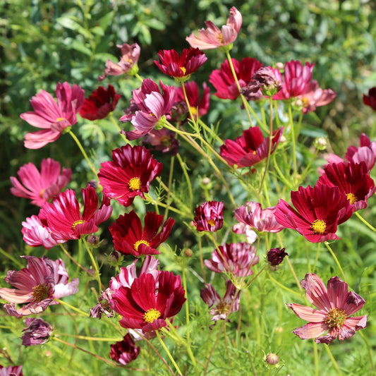 Graines de cosmos velouette bio – La Ferme de Sainte Marthe