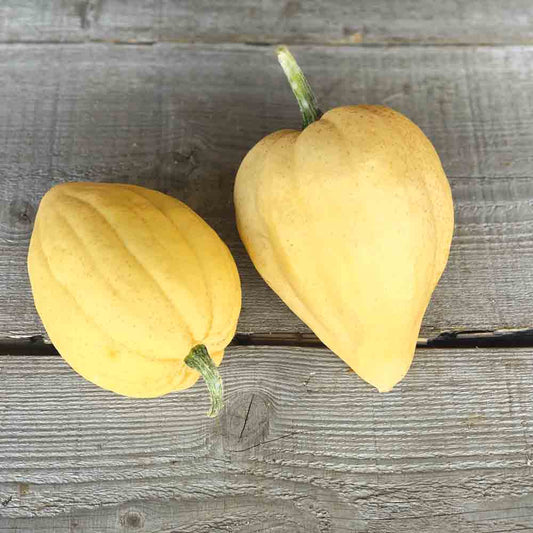 Graines de courge acorn thelma sanders bio – La Ferme de Sainte Marthe