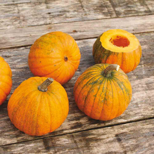 Graines de courge chinese mini bio – La Ferme de Sainte Marthe