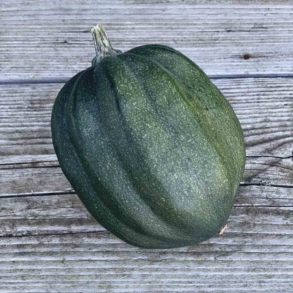 Graines de courge d'hiver ou cornue d'hiver bio – La Ferme de Sainte Marthe