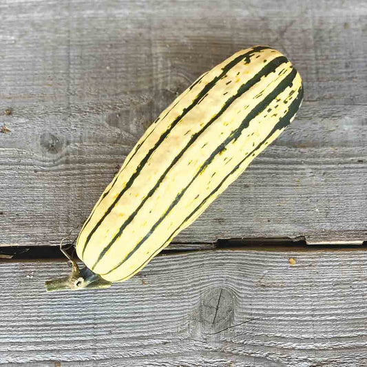 Graines de courge delicata ou sweet potato bio – La Ferme de Sainte Marthe