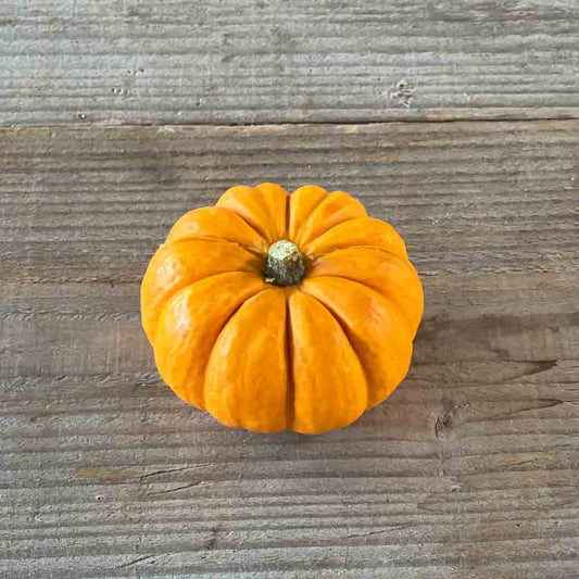 Graines de courge jack be little bio – La Ferme de Sainte Marthe