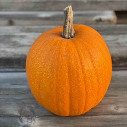 Graines de courge jack o lantern bio – La Ferme de Sainte Marthe
